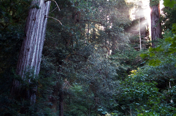 In the Redwoods