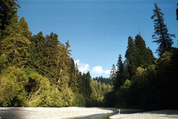 In the Redwoods