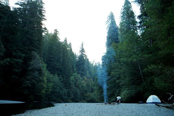 In the Redwoods