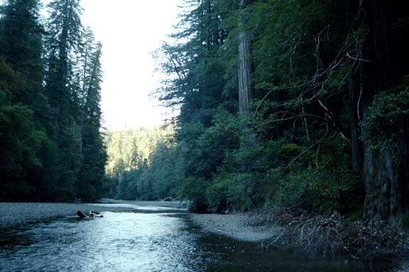 In the Redwoods