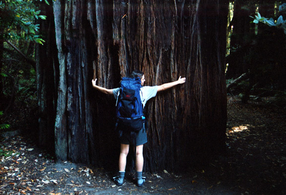 In the Redwoods