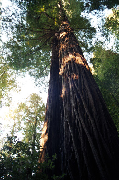 In the Redwoods